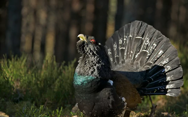 Animal turkey (bird) HD Desktop Wallpaper | Background Image