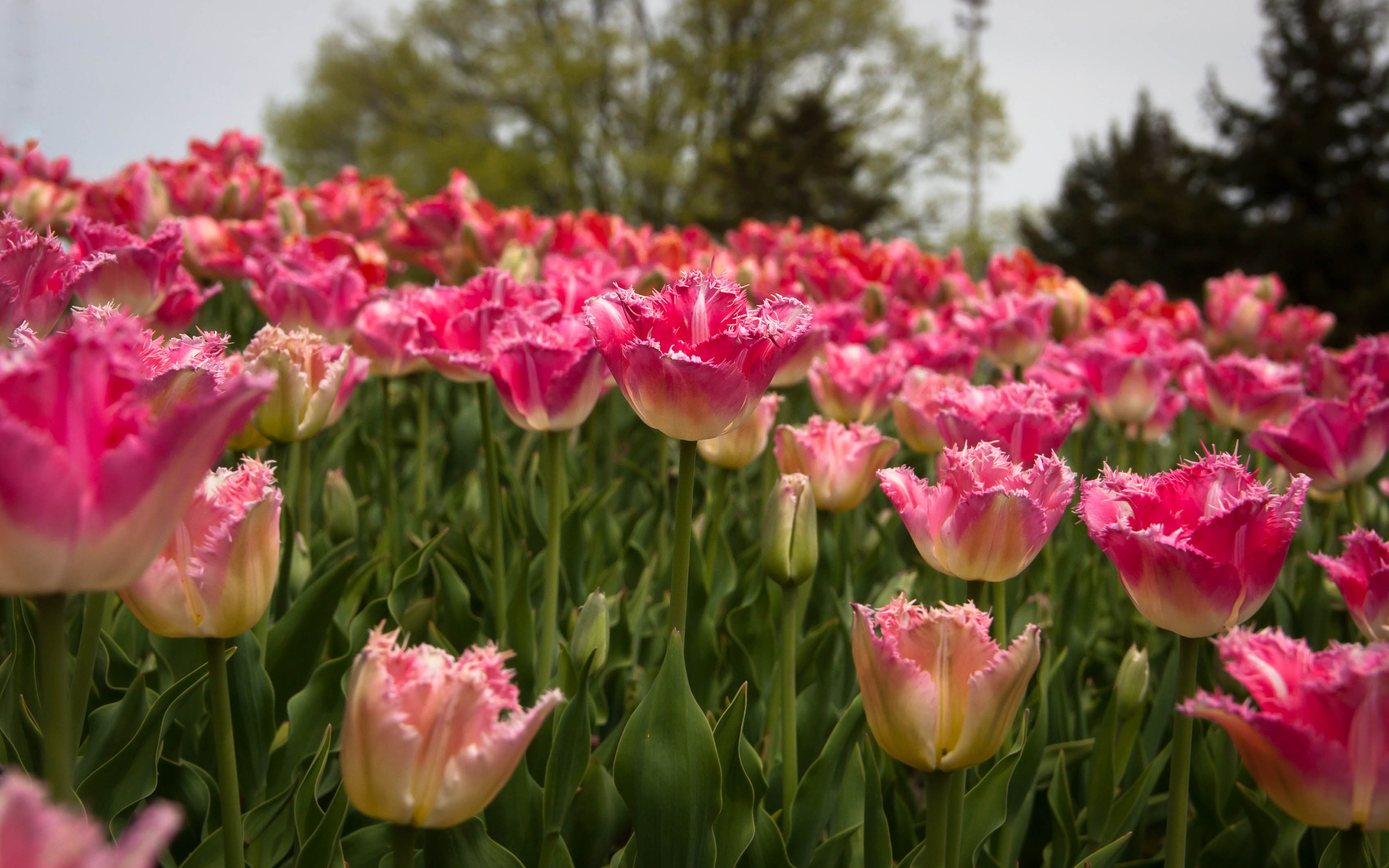 Nature Tulip HD Wallpaper