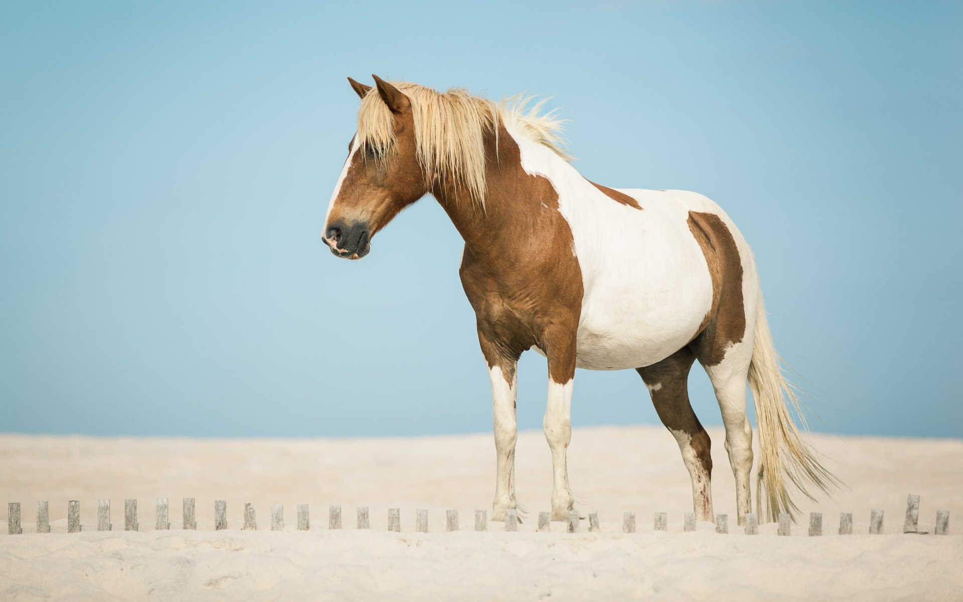 A serene horse stands on a sandy beach, showcasing a striking brown and white coat against a clear blue sky. This image serves as a stunning HD desktop wallpaper and background.