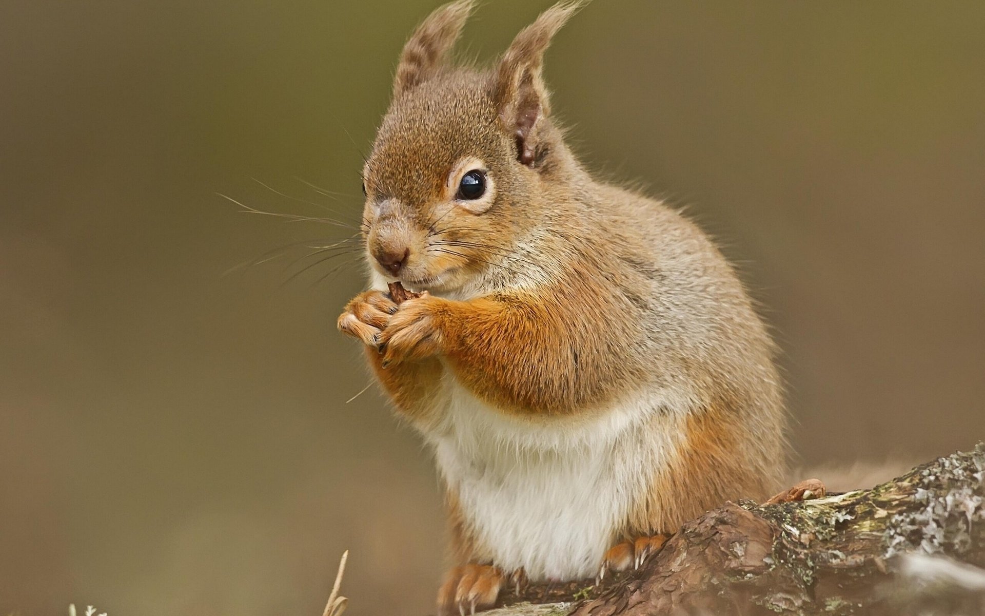 Download Animal Squirrel HD Wallpaper