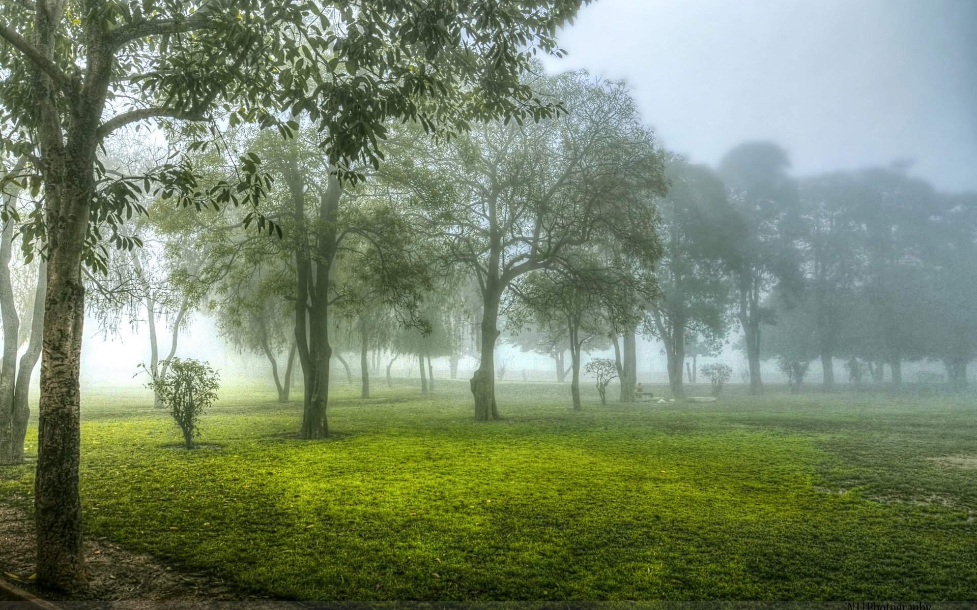 HD PC desktop wallpaper and background: fog-draped nature scene with lush green grass and rows of trees fading into mist.