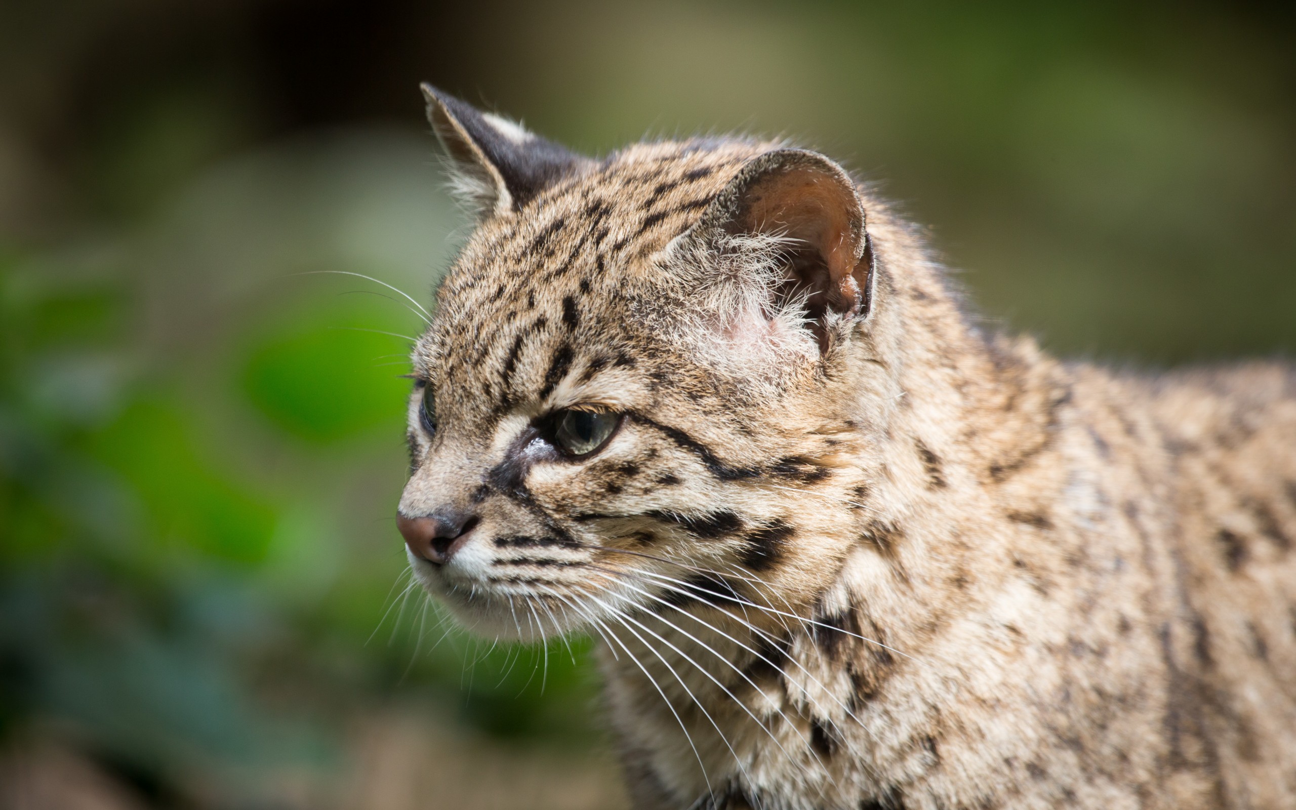 Download Animal Geoffroy's Cat HD Wallpaper