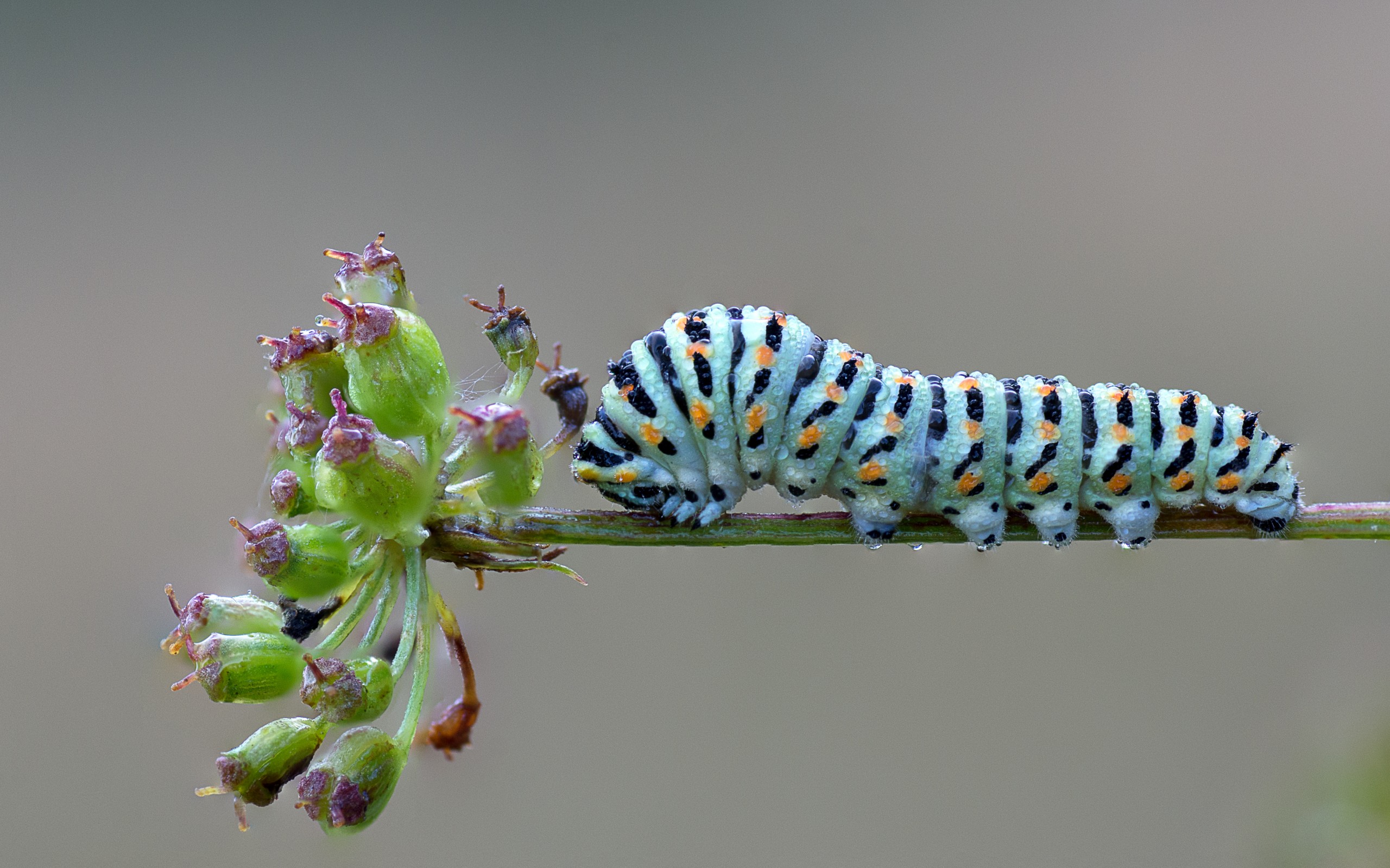 Caterpillar HD Wallpaper | Background Image | 2560x1600