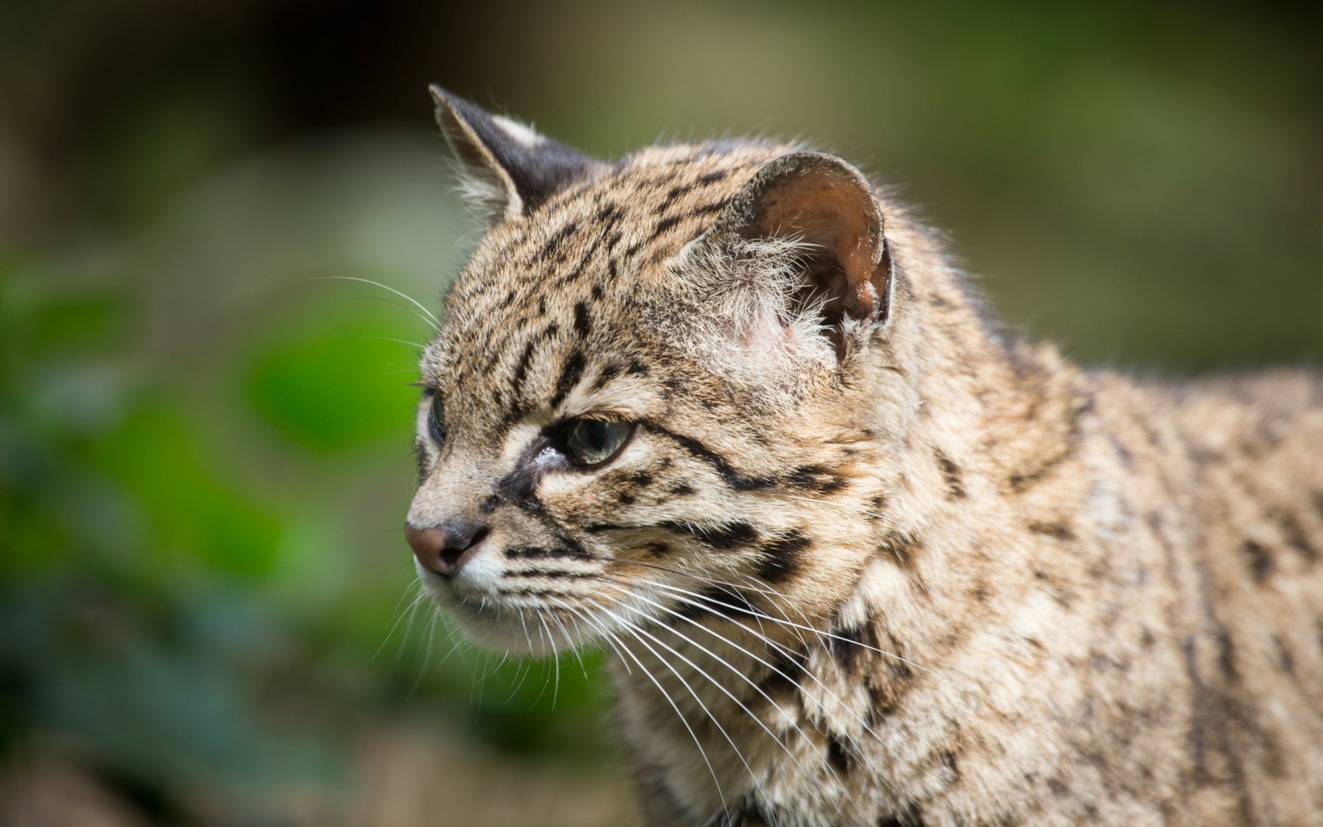 Download Animal Geoffroy's Cat Hd Wallpaper