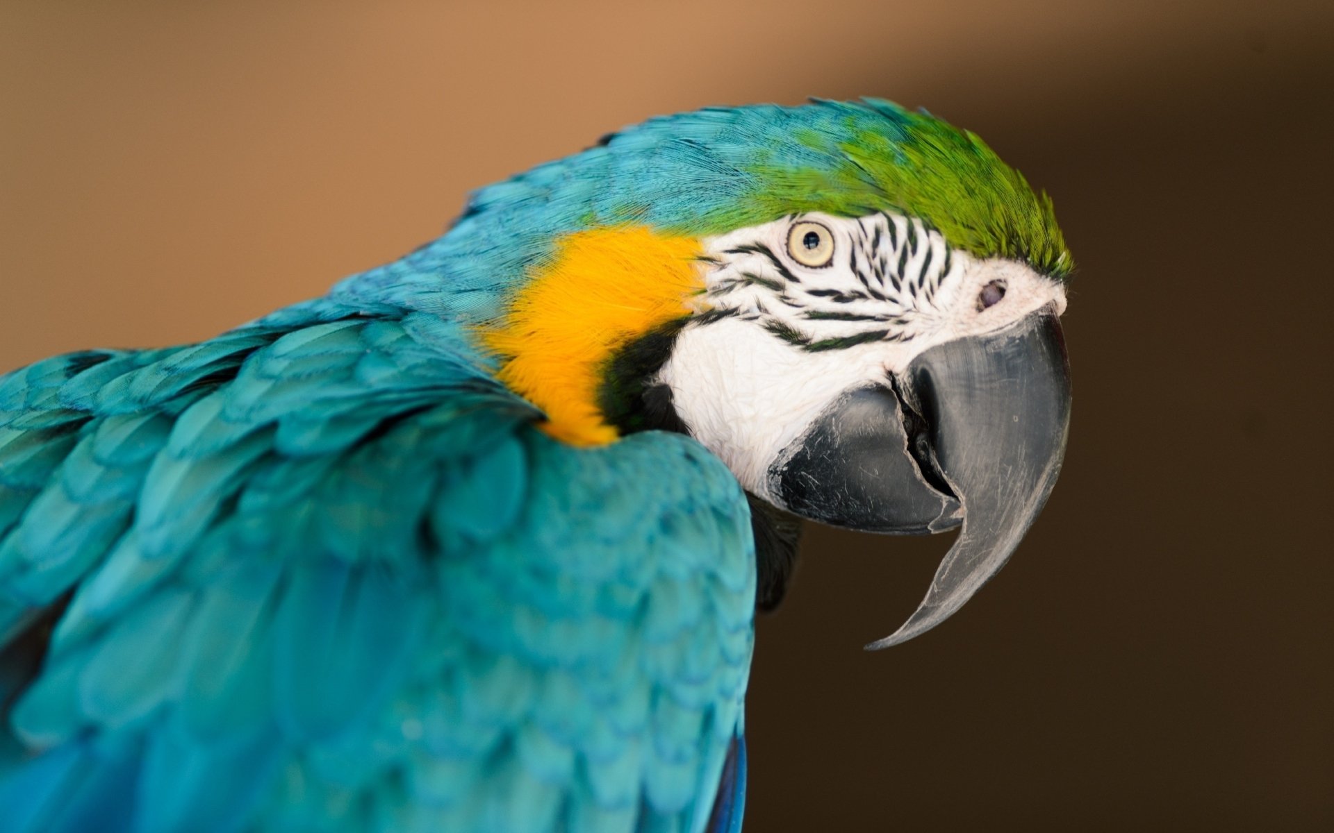 Download Animal Blue-and-yellow Macaw HD Wallpaper