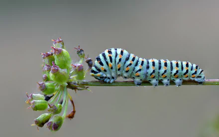 HD desktop wallpaper featuring a close-up of a colorful caterpillar crawling on a delicate plant stem against a soft, blurred background.