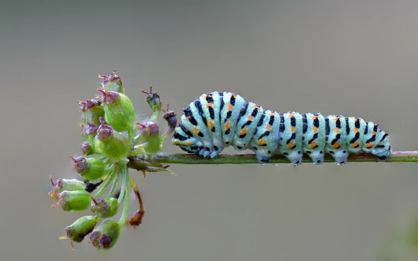 Animal caterpillar HD Desktop Wallpaper | Background Image