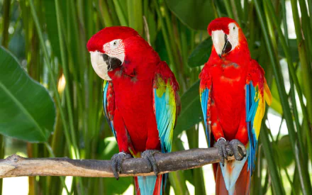 A vibrant HD wallpaper featuring two red-and-green macaws perched on a branch, surrounded by lush greenery, showcasing their striking colors and beauty.