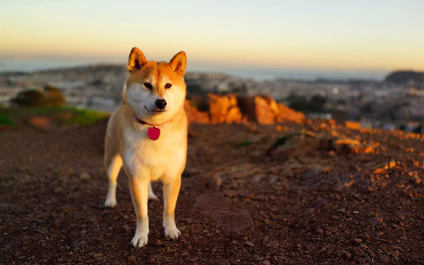 HD desktop wallpaper featuring a majestic Akita dog standing on a rocky terrain with a cityscape in the background during sunset.