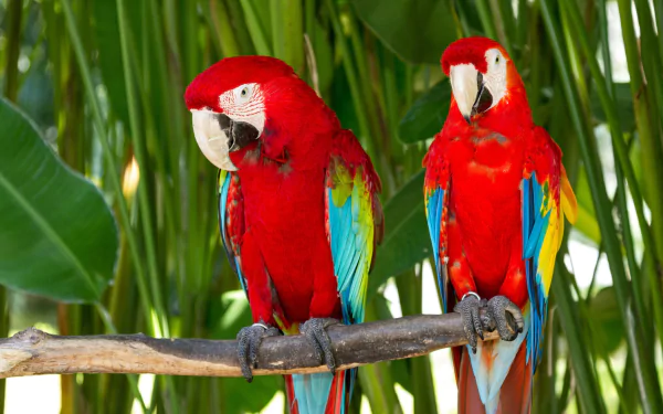 A vibrant HD wallpaper featuring two red-and-green macaws perched on a branch, surrounded by lush greenery, showcasing their striking colors and beauty.