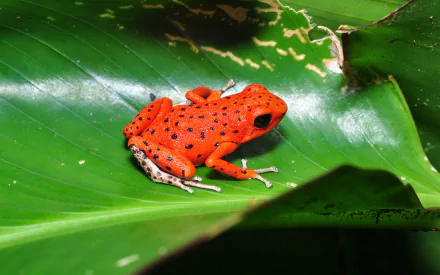 HD PC desktop wallpaper featuring a vibrant orange frog with black spots resting on a large green leaf in natural lighting.