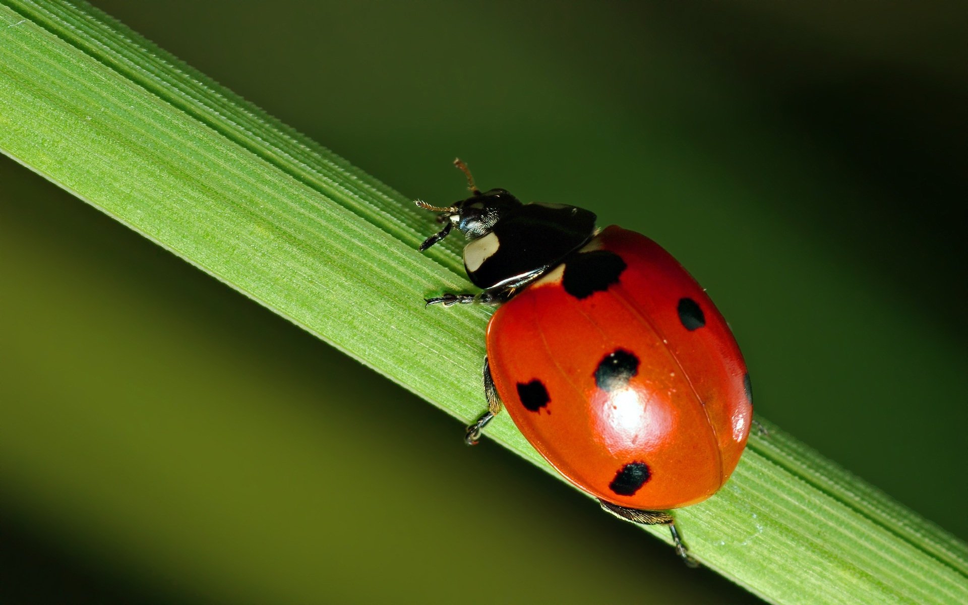 A close-up macro HD wallpaper of a red ladybug with black spots crawling on a vibrant green plant stem.