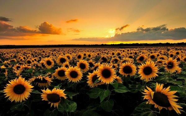 Nature Sunflower Flowers Sunrise Flower Yellow Flower Field Summer HD Wallpaper | Background Image