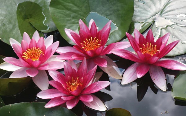 nature water lily HD Desktop Wallpaper | Background Image