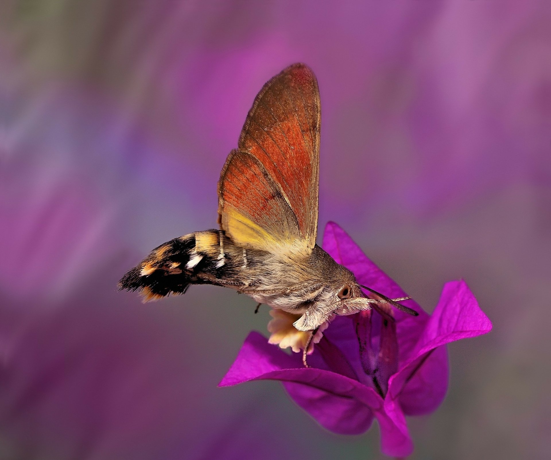 Moth HD Wallpaper