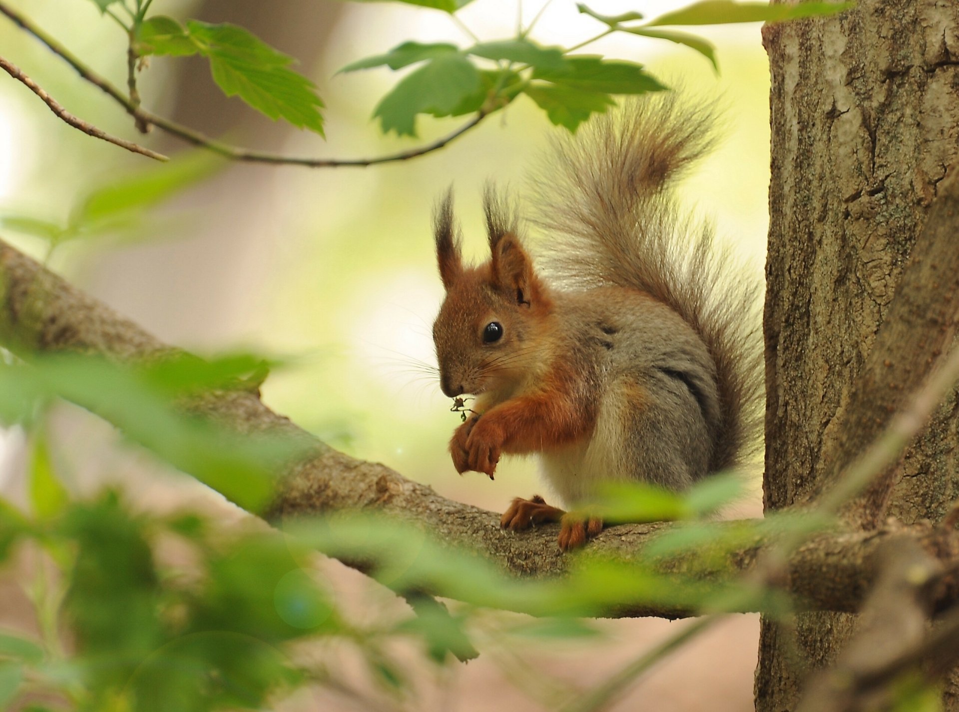 Download Branch Trunk Animal Squirrel HD Wallpaper