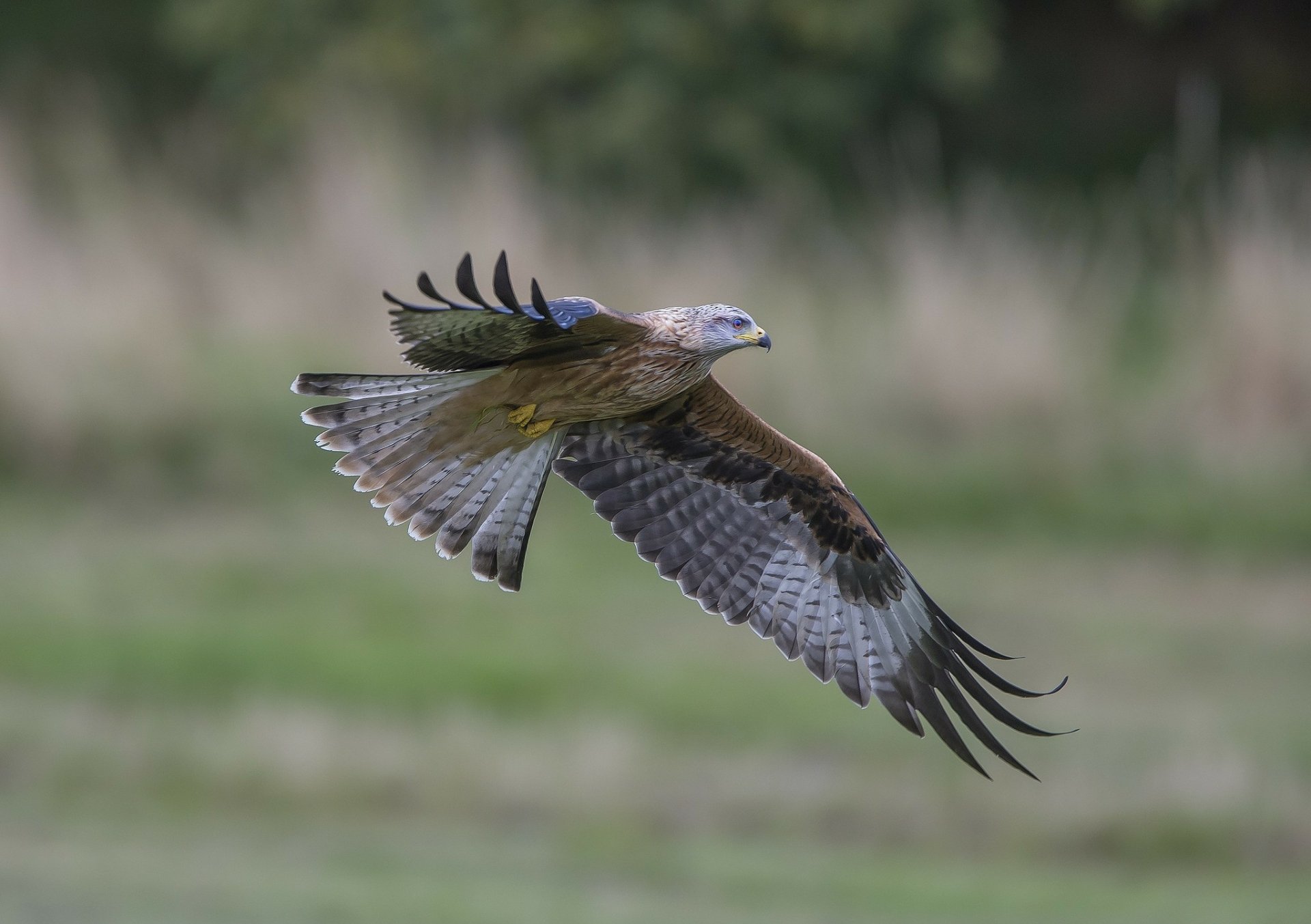 Download Flight Animal Eagle HD Wallpaper