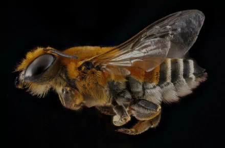 flight macro Animal bee HD Desktop Wallpaper | Background Image