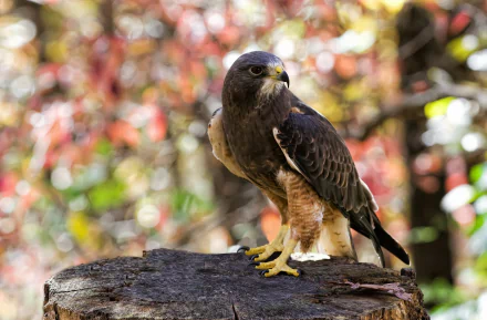 A falcon perched on a tree stump glances to the side, set against a softly blurred natural background, captured in HD for a desktop wallpaper.