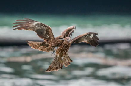 flight Animal falcon HD Desktop Wallpaper | Background Image