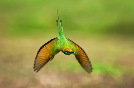 flight bee Animal bee-eater HD Desktop Wallpaper | Background Image