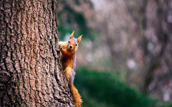 trunk Animal squirrel HD Desktop Wallpaper | Background Image