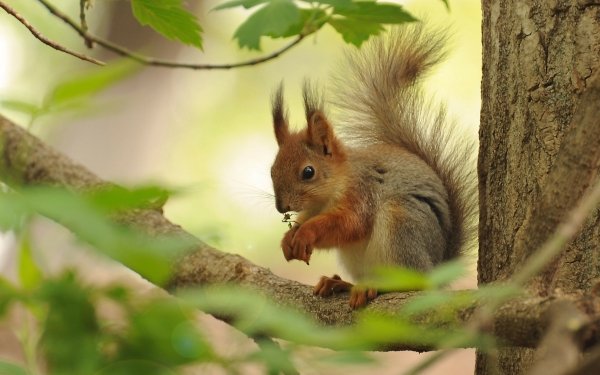 Animal Squirrel Trunk Branch HD Wallpaper | Background Image