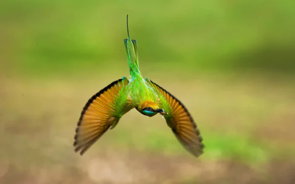 flight bee Animal bee-eater HD Desktop Wallpaper | Background Image