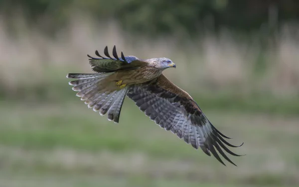 flight Animal eagle HD Desktop Wallpaper | Background Image