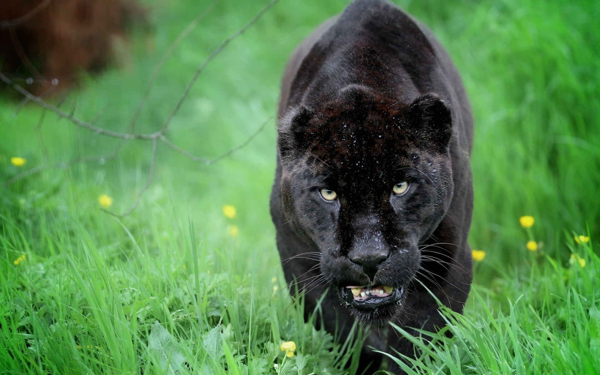 Panther hd schwarzer Schwarzer Panther