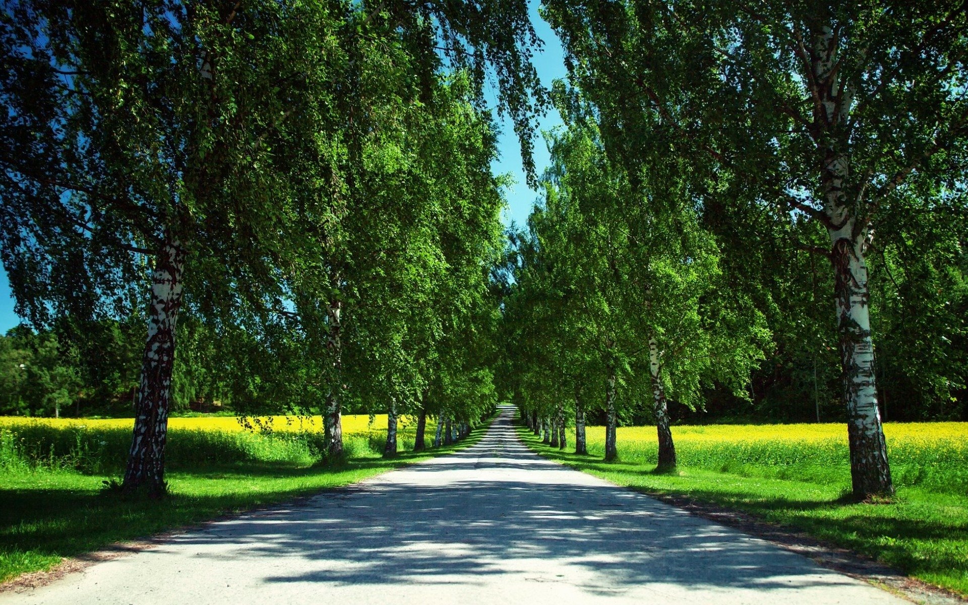 Download Tree Summer Path Alley Man Made Road HD Wallpaper