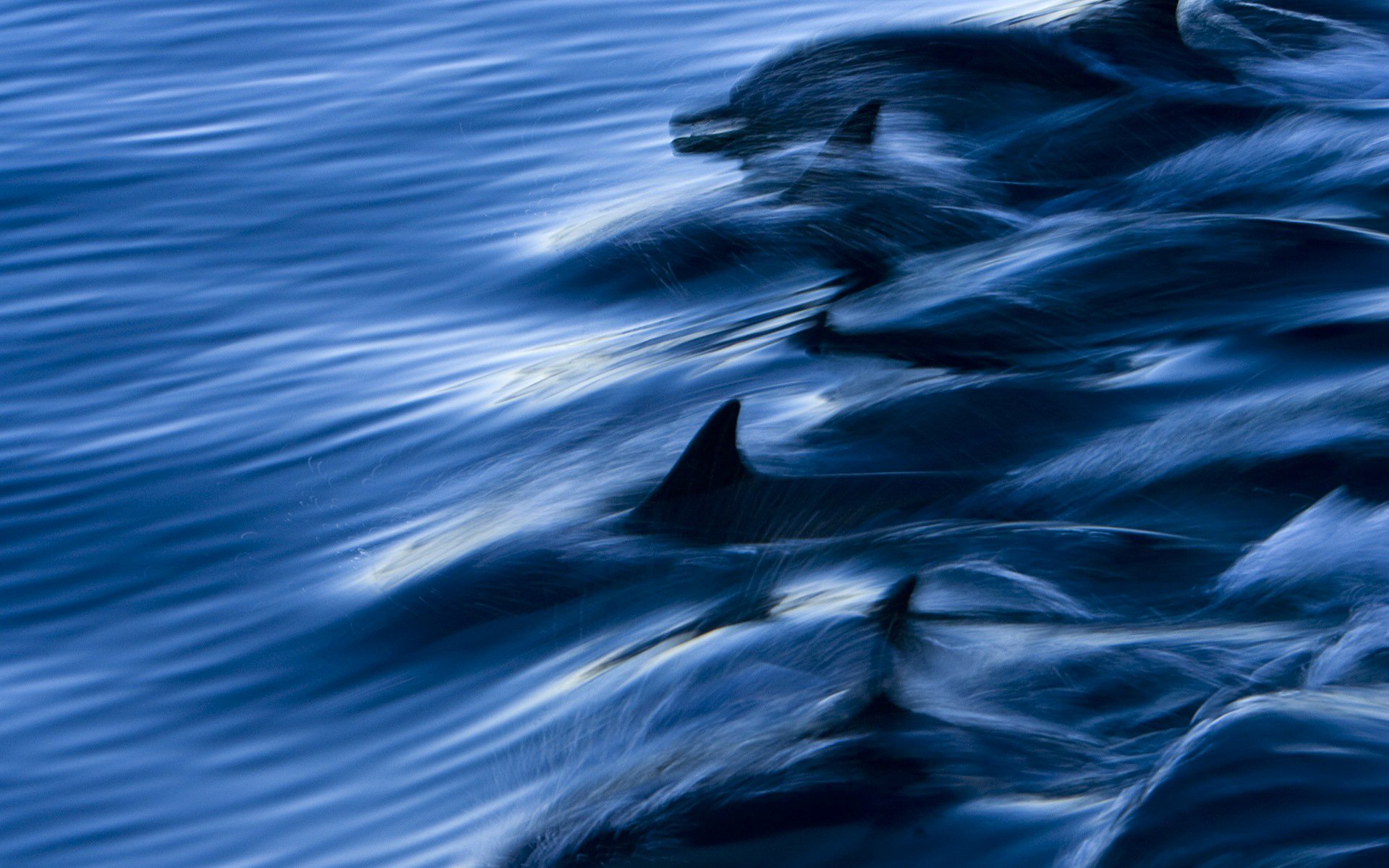 Delfin HD Wallpaper Hintergrund 1920x1200 ID542326 Wallpaper Abyss