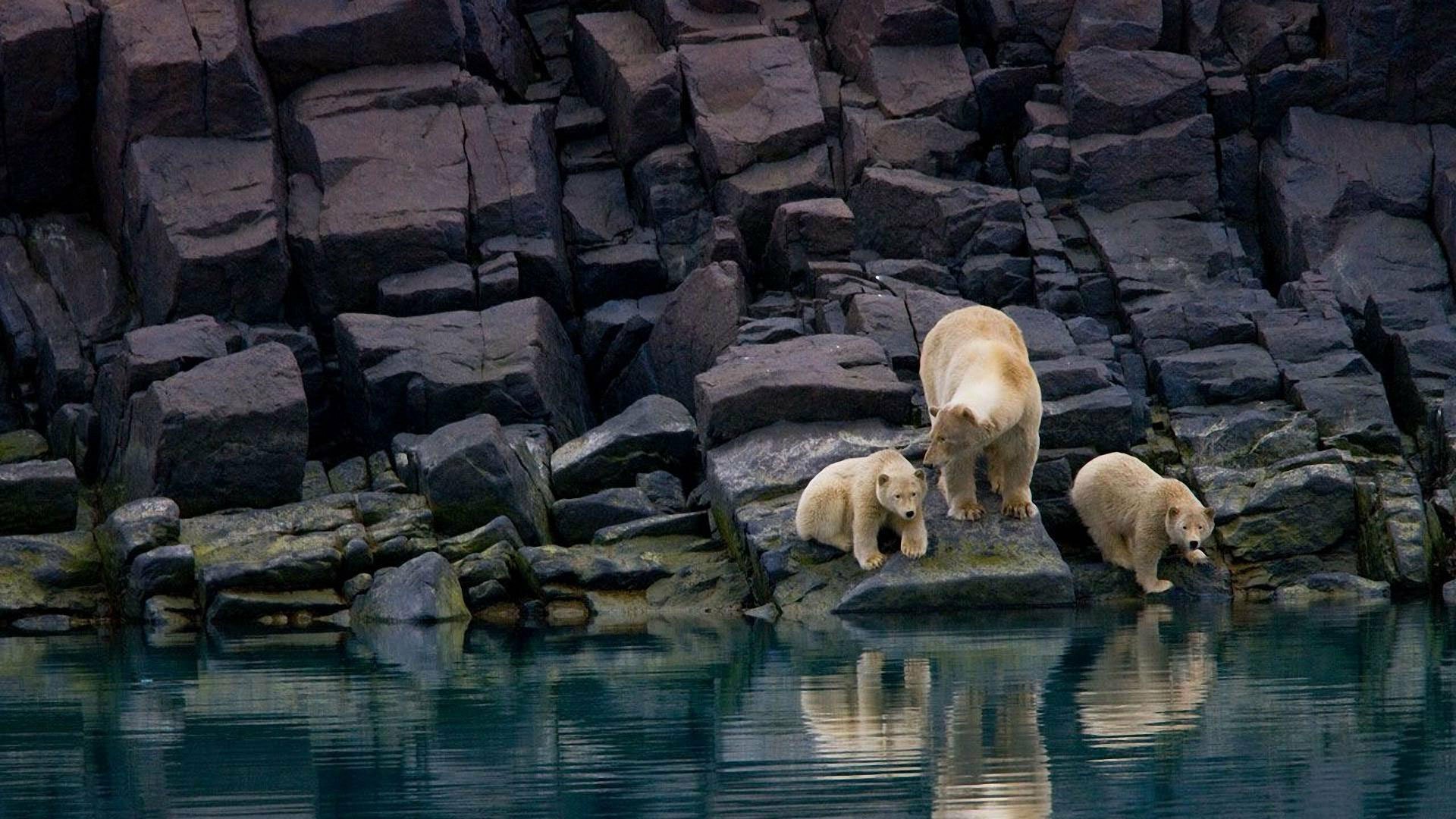 HD PC desktop wallpaper featuring a polar bear with two cubs by rocky cliffs beside calm, reflective water.