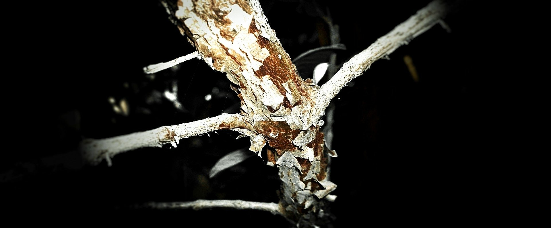 Old tree branch by spectre