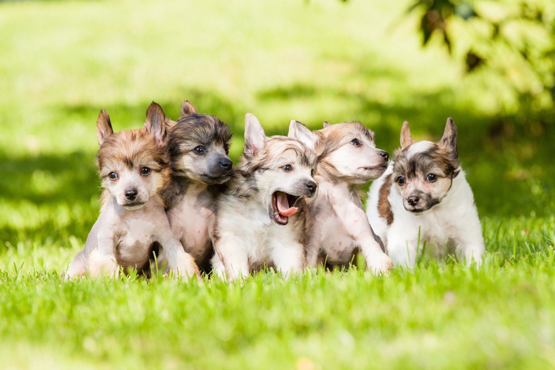 HD desktop wallpaper featuring a lively group of Chinese Crested puppies on a lush green grass background.