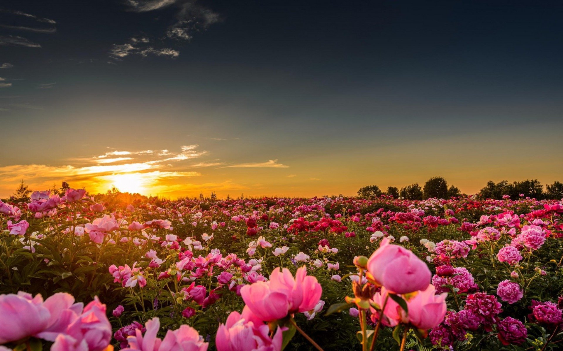 HD desktop wallpaper of a nature scene: a vast field of pink flowers stretching to the horizon beneath a glowing sunset and deepening sky.