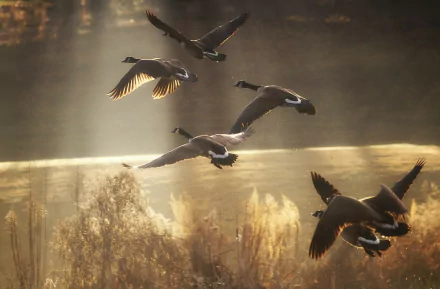  Wild Geese