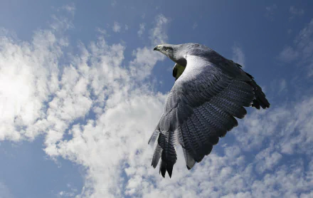 flight Animal eagle HD Desktop Wallpaper | Background Image