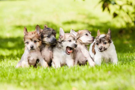 HD desktop wallpaper featuring a lively group of Chinese Crested puppies on a lush green grass background.
