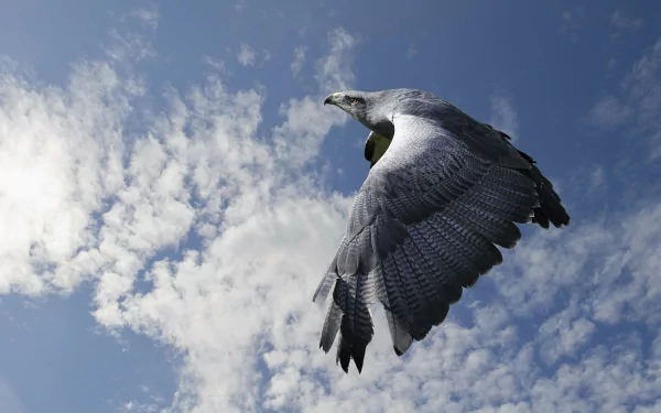 flight Animal eagle HD Desktop Wallpaper | Background Image
