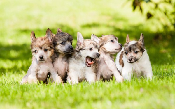 Animales Cachorro Perros Perro Lindo Hierba Pet Fondo de pantalla HD | Fondo de Escritorio