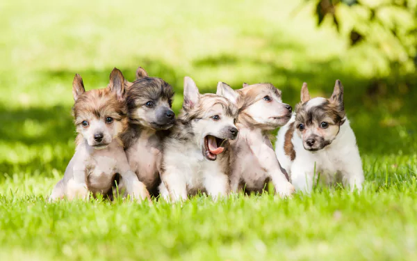 HD desktop wallpaper featuring a lively group of Chinese Crested puppies on a lush green grass background.