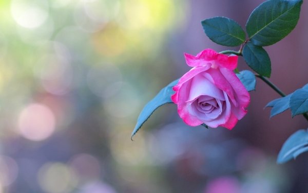 Earth Rose Flowers Flower Pink HD Wallpaper | Background Image