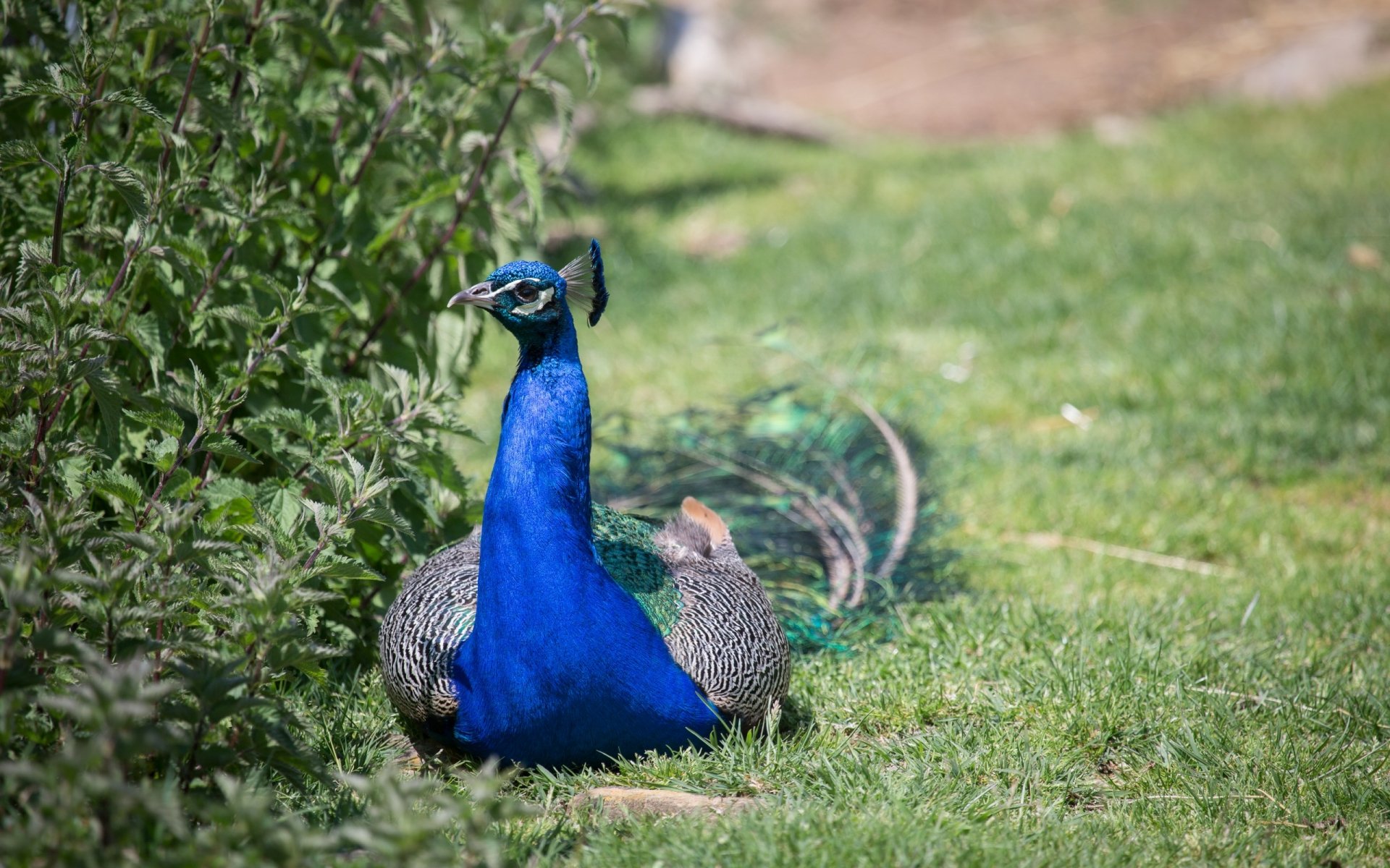A striking peacock lounging on vibrant green grass, showcasing its brilliant blue feathers. This HD image serves as an impressive desktop wallpaper and background.