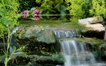 50 睡莲高清壁纸 桌面背景