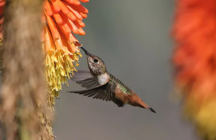 flight Animal hummingbird HD Desktop Wallpaper | Background Image