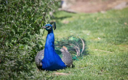 A striking peacock lounging on vibrant green grass, showcasing its brilliant blue feathers. This HD image serves as an impressive desktop wallpaper and background.