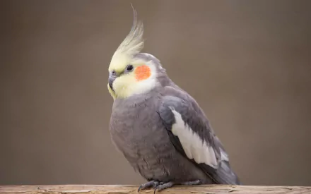 HD desktop wallpaper featuring a close-up of a cockatiel bird with gray, white, and yellow feathers perched against a soft brown background.