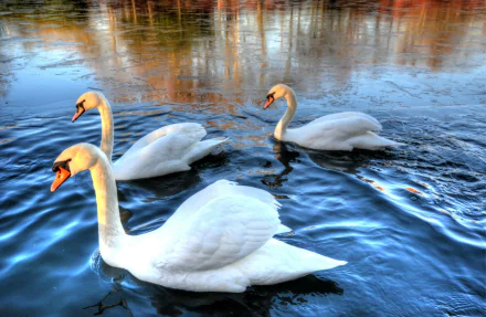 HD PC desktop wallpaper of three swans, mute swans (Animal), gliding across reflective blue water.