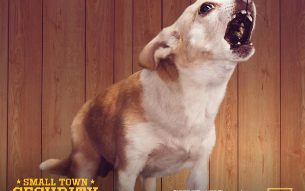 dog security TV Show Small Town Security HD Desktop Wallpaper | Background Image